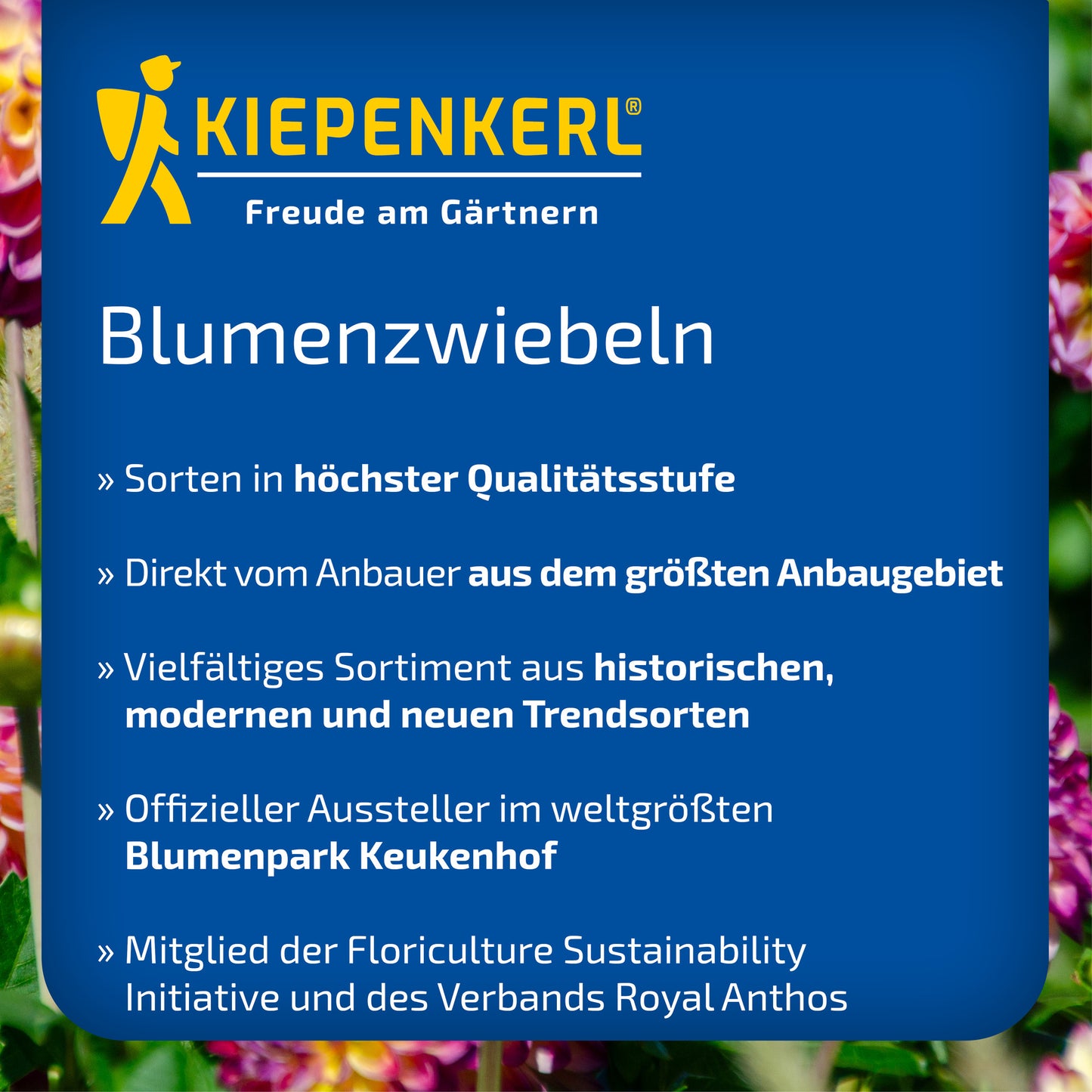 Prachtscharte Liatris Blau und Weiß