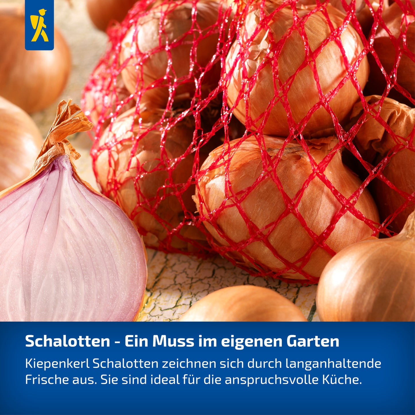 Schalotten Longor