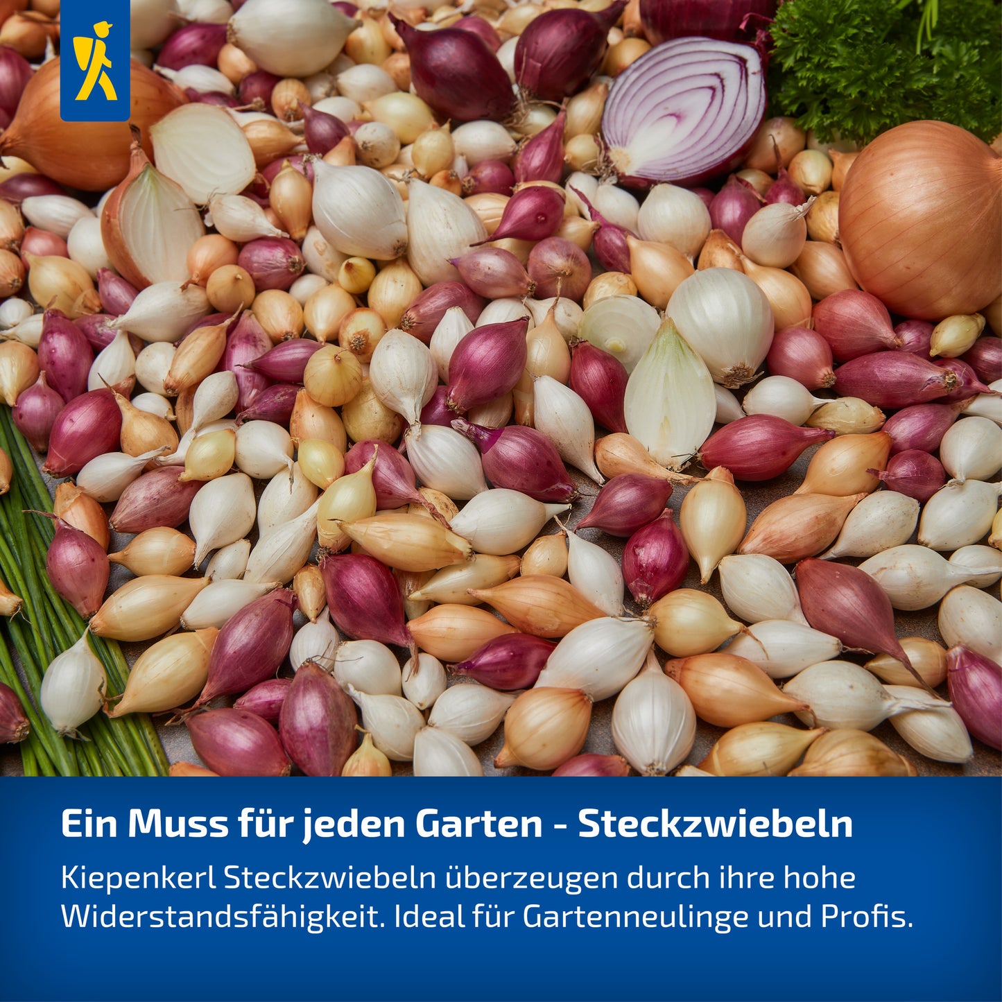 Steckzwiebeln Snowball