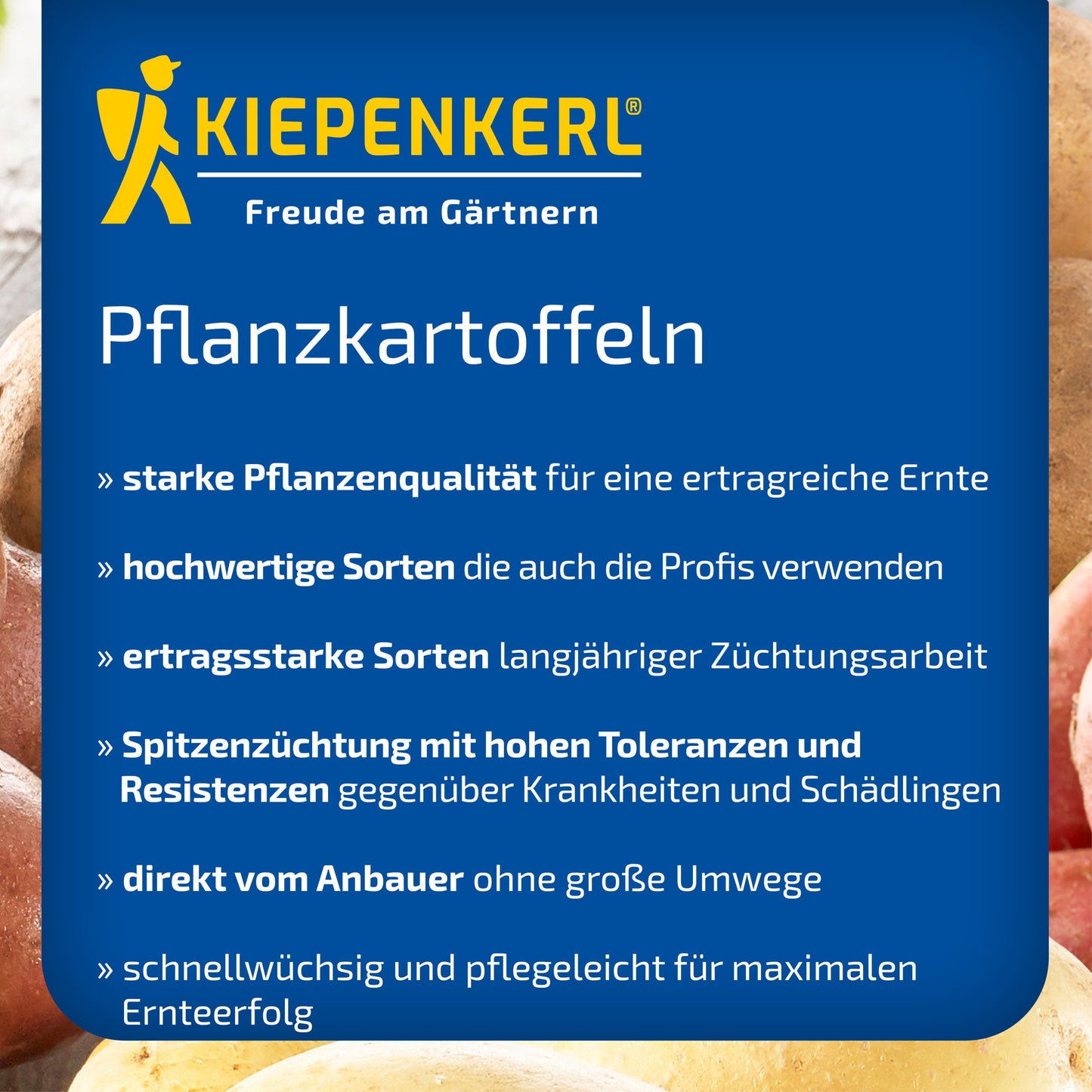 Pflanzkartoffel Heiderot