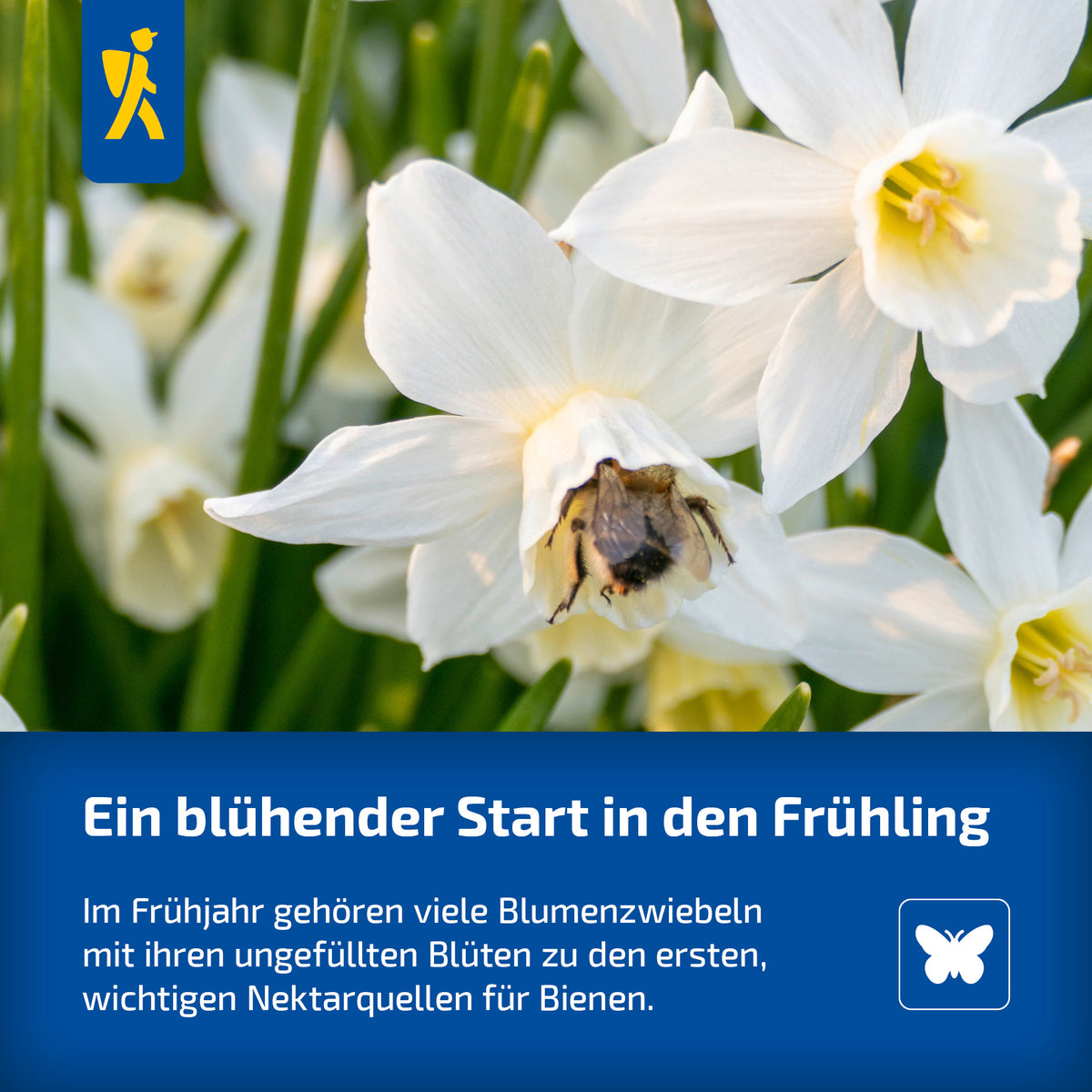 White Dream Tulpe