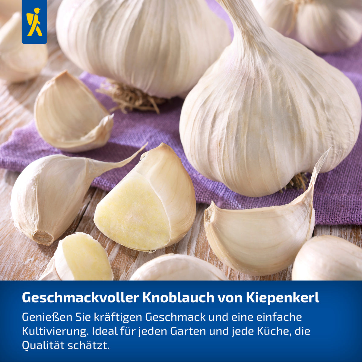 Winterknoblauch Messidrome