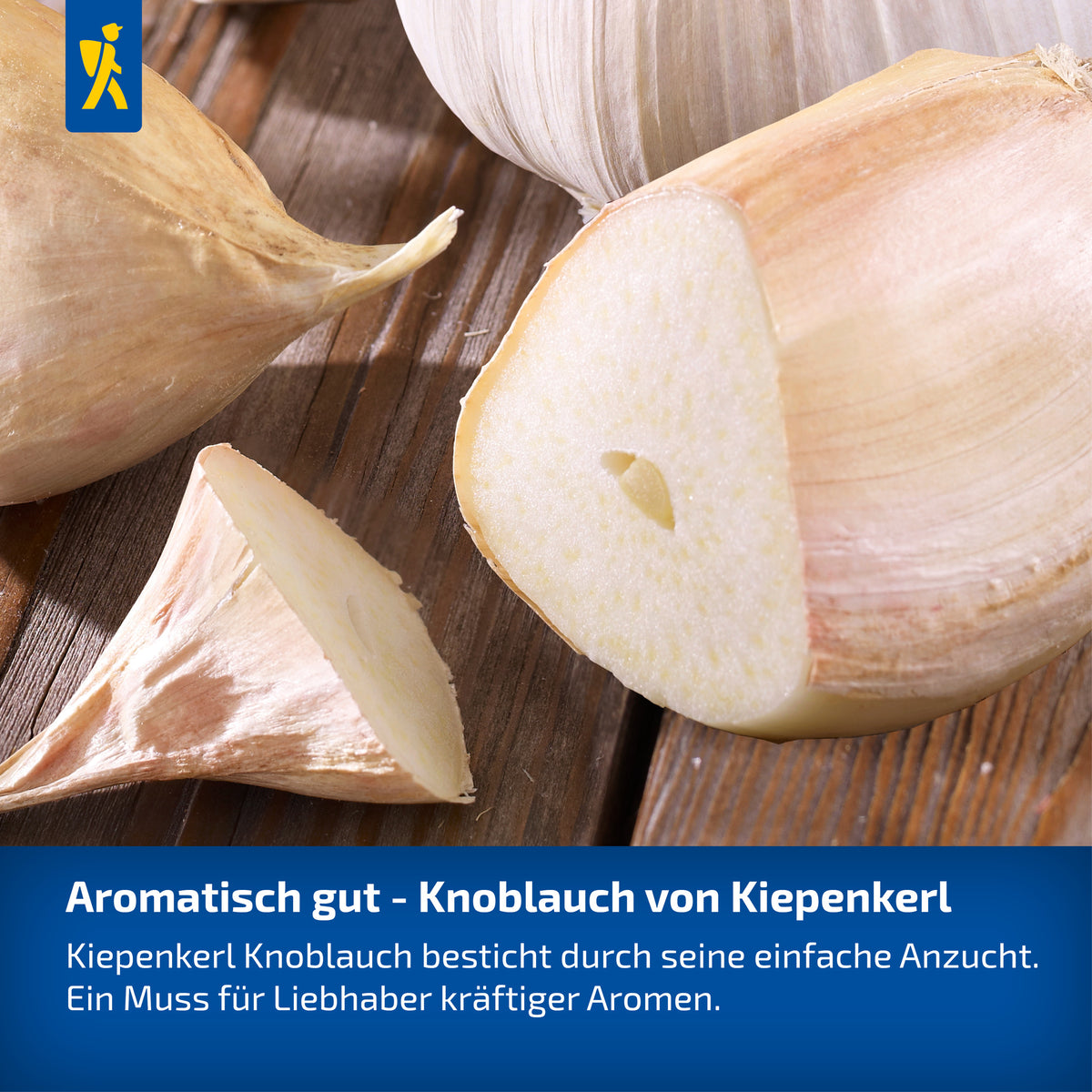 Winterknoblauch Messidrome