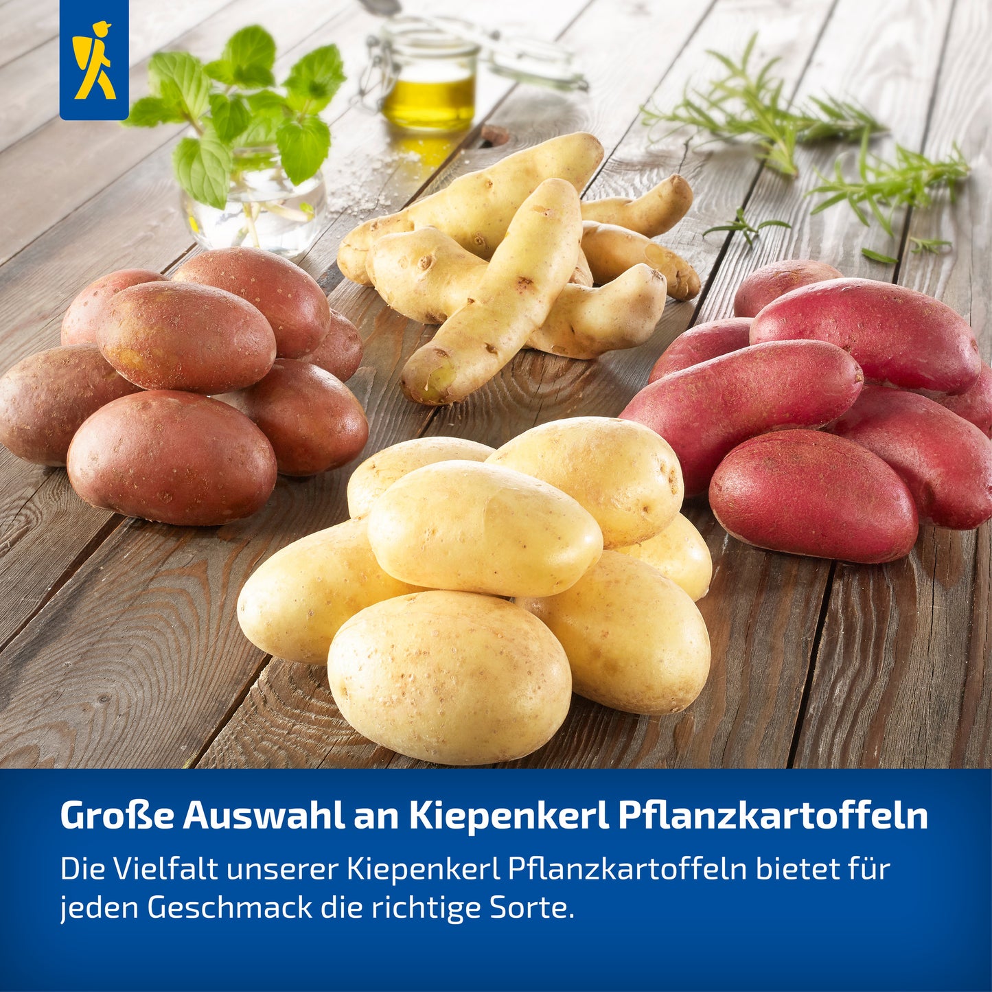 Pflanzkartoffel Gunda